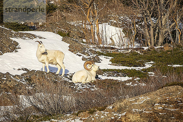 Dallschafböcke (Ovis dalli)  Denali National Park and Preserve; Alaska  Vereinigte Staaten von Amerika