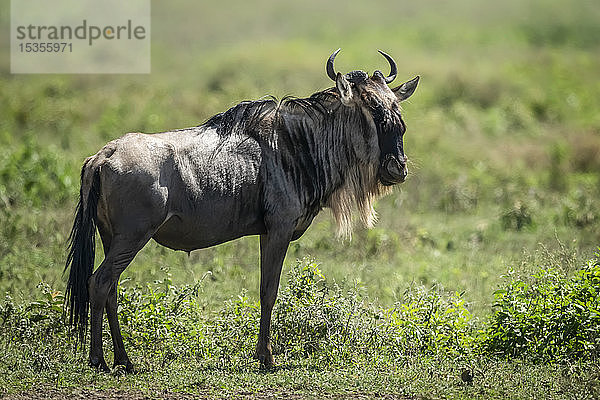 Streifengnu (Connochaetes taurinus) im Grasland stehend  nach rechts blickend  Serengeti-Nationalpark; Tansania