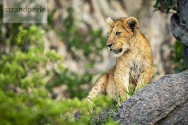 Löwenjunges (Panthera Leo) sitzt auf einem Felsen im Gebüsch  Serengeti; Tansania