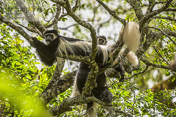 Schwarz-weiße Colobus-Affen (Colobus guereza) entspannen sich auf den Ästen der Ngare Sero Mountain Lodge  in der Nähe von Arusha; Tansania