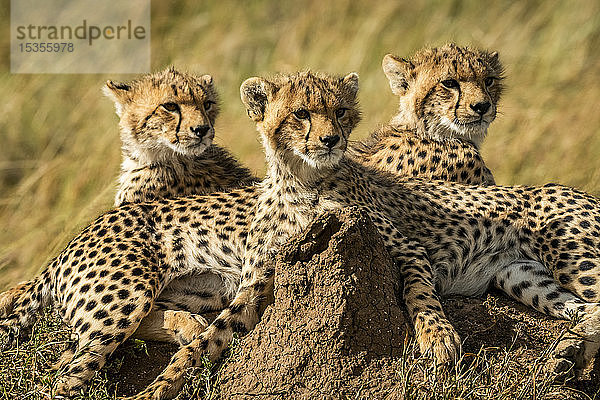 Nahaufnahme von drei zusammenliegenden Gepardenjungen (Acinonyx jubatus)  Serengeti; Tansania
