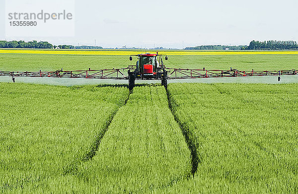 Ein Sprühgerät mit hohem Abstand bringt ein chemisches Bodenfungizid auf Weizen in der Mitte des Wachstums aus  in der Nähe von Dugald; Manitoba  Kanada