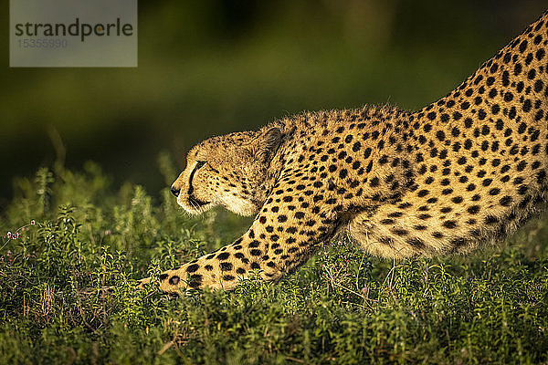 Nahaufnahme eines Geparden (Acinonyx jubatus)  der sich im goldenen Licht streckt  Serengeti-Nationalpark; Tansania