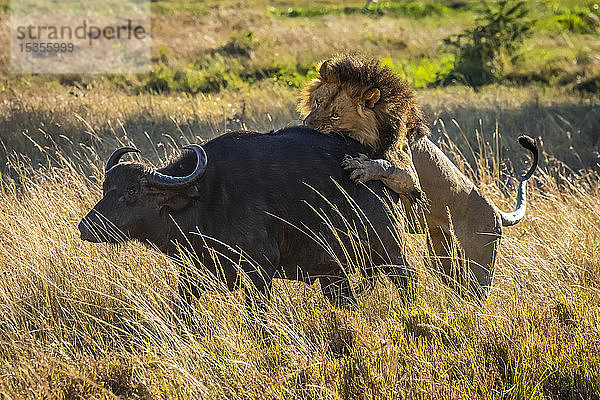 Männlicher Löwe (Panthera leo) greift Kapbüffel (Syncerus caffer) von hinten an  Serengeti; Tansania