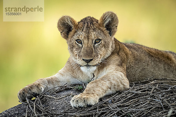 Nahaufnahme eines auf Stöcken liegenden Löwenjungen (Panthera leo)  Serengeti; Tansania