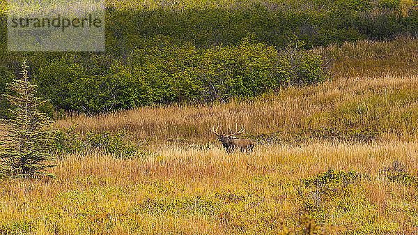 Großer Elchbulle (Alces alces)  stehend im Gebüsch in der Nähe des Powerline Pass im Chugach State Park  in der Nähe von Anchorage in Süd-Zentral-Alaska an einem sonnigen Herbsttag; Alaska  Vereinigte Staaten von Amerika