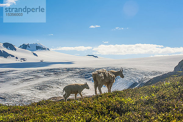 Eine Bergziegenfamilie (Oreamnos americanus) mit dem Harding-Eisfeld im Hintergrund im Kenai Fjords National Park an einem sonnigen Sommertag; Alaska  Vereinigte Staaten von Amerika