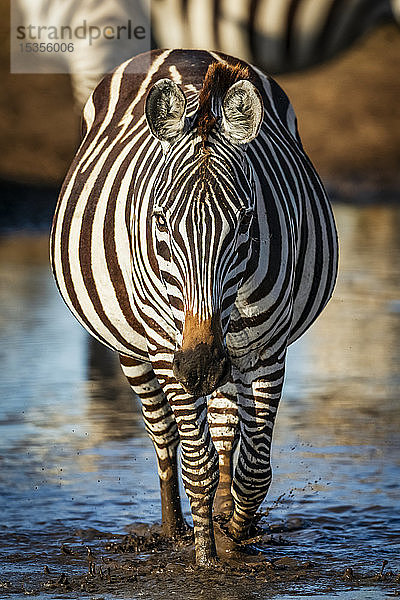 Steppenzebra (Equus quagga) läuft durch eine Pfütze in Richtung Kamera  Serengeti; Tansania