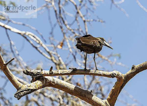 Vogel auf einem Baum vor blauem Himmel  Koka-Stausee (Gelila-See); Region Oromia  Äthiopien