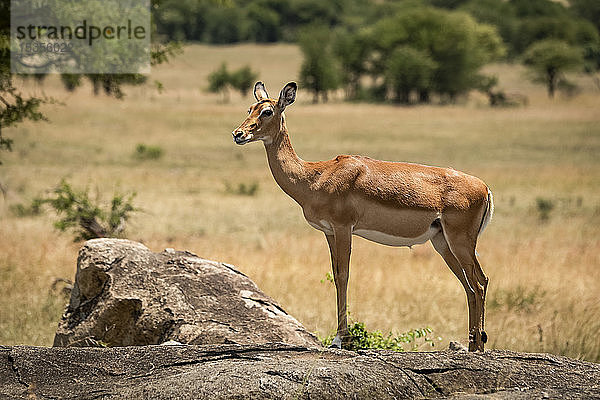 Weibliches Impala (Aepyceros melampus) steht im Profil auf einem Felsen  Serengeti National Park; Tansania