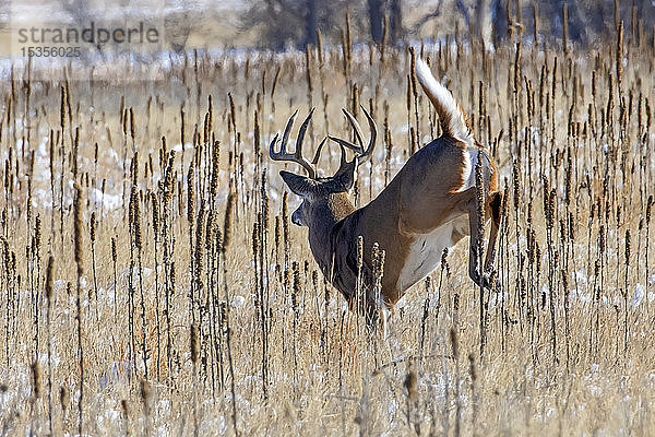 Weißwedelhirsch (Odocoileus virginianus)  der durch ein Feld mit Spuren von Schnee springt; Denver  Colorado  Vereinigte Staaten von Amerika