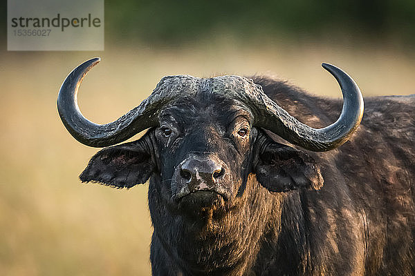 Nahaufnahme eines Kapbüffels (Syncerus caffer)  der in die Kamera starrt  Serengeti-Nationalpark; Tansania