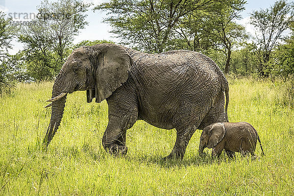 Afrikanischer Elefant (Loxodonta africana) und Kalb laufen durch eine Lichtung  Serengeti-Nationalpark; Tansania