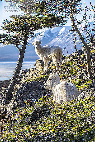 Dallschafschaf und Lamm (Ovis dalli) zusammen auf einem Hügel mit Blick auf den Turnagain Arm und die Kenai Mountains in Süd-Zentral-Alaska  etwa 10 Meilen südlich von Anchorage; Alaska  Vereinigte Staaten von Amerika