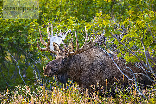 Großer Elchbulle (Alces alces)  stehend im Gebüsch in der Nähe des Powerline Pass im Chugach State Park  in der Nähe von Anchorage in Süd-Zentral-Alaska an einem sonnigen Herbsttag; Alaska  Vereinigte Staaten von Amerika