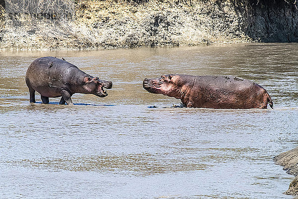 Zwei Flusspferde (Hippopotamus amphibious) stehen sich im seichten Wasser im Katavi-Nationalpark in Tansania aggressiv gegenüber.