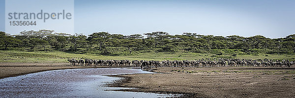 Panorama einer Reihe von Gnus (Connochaetes taurinus) am Flussufer  Serengeti-Nationalpark; Tansania