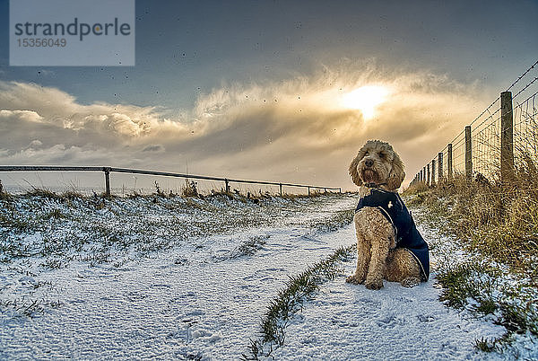 Hund mit Mantel und auf einem verschneiten Weg sitzend; South Shields  Tyne and Wear  England