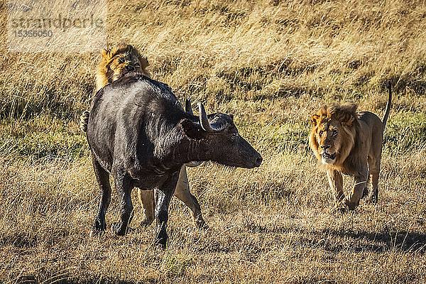 Männlicher Löwe (Panthera leo) beißt Kapbüffel (Syncerus caffer) von hinten  ein anderer Löwe ist in der Nähe  Serengeti; Tansania