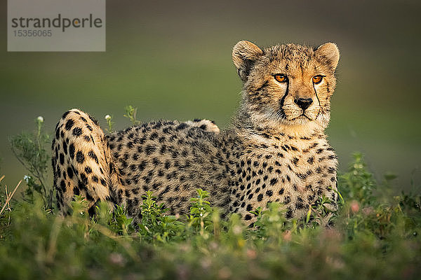 Gepardenjunges (Acinonyx jubatus) mit Fangeinrichtung liegt im Gebüsch  Serengeti-Nationalpark; Tansania