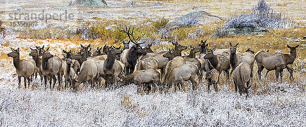 Gruppe von Elchbullen (Cervus canadensis) und Elchkühen  die auf einem Feld mit Frost stehen; Denver  Colorado  Vereinigte Staaten von Amerika