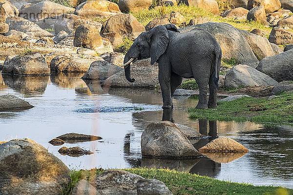 Afrikanischer Elefant (Loxodonta africana) mit Teilreflexion trinkt aus einem ruhigen Becken im Ruaha-Fluss im Ruaha-Nationalpark; Tansania