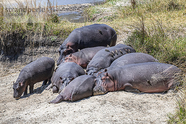 Gruppe von Flusspferden (Hippopotamus amphibious) mit Rotschnabelspechten (Buphagus erythrorhynchus) liegen am sandigen Flussufer im Katavi National Park; Tansania