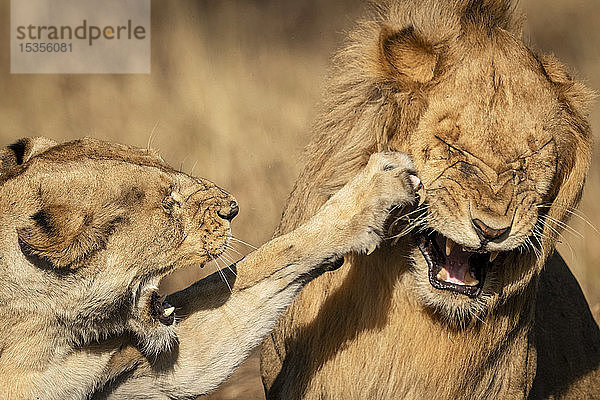 Nahaufnahme einer Löwin (Panthera leo)  die ein Männchen mit der Pfote schlägt  Serengeti-Nationalpark; Tansania