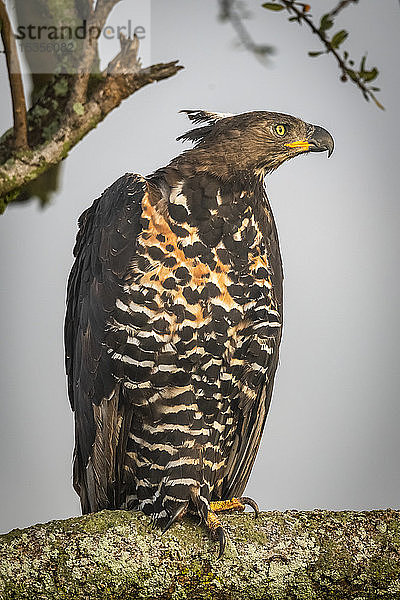 Afrikanischer Kronenadler (Stephanoaetus coronatus) im Baum mit Blick nach rechts  Serengeti-Nationalpark; Tansania