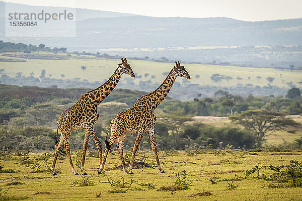 Zwei Massai-Giraffen (Giraffa camelopardalis tippelskirchii) beim Spaziergang über eine Grasebene  Serengeti; Tansania