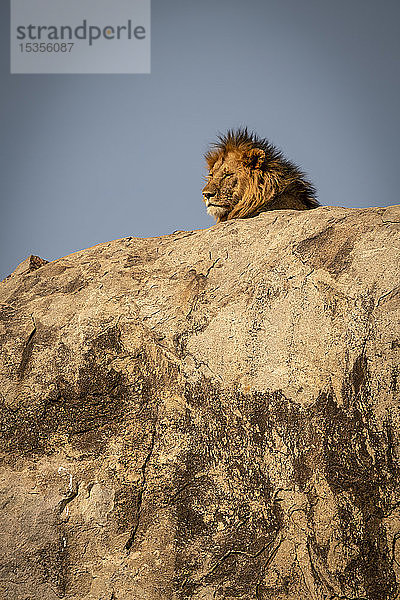 Kopf eines männlichen Löwen (Panthera leo) auf einer Kuppe liegend  Serengeti National Park; Tansania