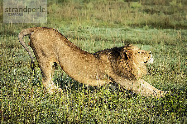 Männlicher Löwe (Panthera leo) streckt sich im Gras nach rechts  Serengeti; Tansania