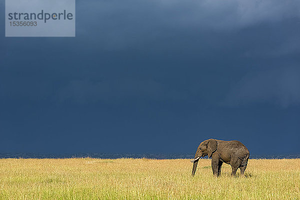 Afrikanischer Buschelefant (Loxodonta africana) steht im Gras unter dunklen Wolken  Serengeti National Park; Tansania