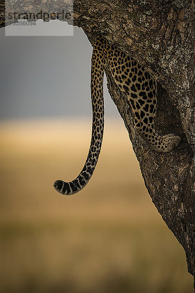 Schwanz eines Leoparden (Panthera pardus) hängt beim Klettern auf einen Baum herunter  Serengeti; Tansania