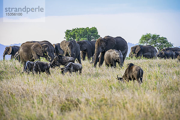 Afrikanische Elefanten (Loxodonta africana) überragen grasende Gnus (Connochaetes taurinus) im Serengeti-Nationalpark; Tansania