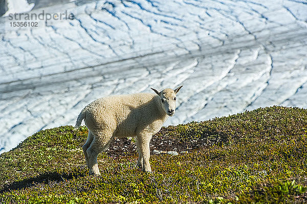 Nahaufnahme eines Ziegenbocks (Oreamnos americanus) im Kenai Fjords National Park an einem sonnigen Sommernachmittag in Süd-Zentral-Alaska; Alaska  Vereinigte Staaten von Amerika