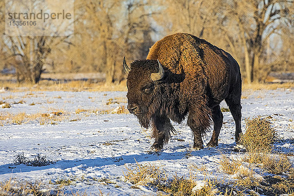 Bison (Bison bison) auf einem schneebedeckten Feld; Denver  Colorado  Vereinigte Staaten von Amerika
