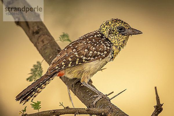 Usambiro-Bartvogel (Trachyphonus darnaudii usambiro) hockt auf einem Ast im Profil  Serengeti-Nationalpark; Tansania