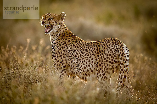Weiblicher Gepard (Acinonyx jubatus) steht im Gras und ruft seine Jungen  Serengeti National Park; Tansania