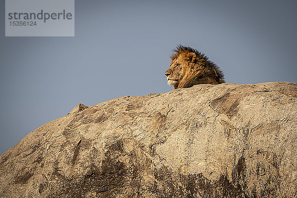 Kopf eines männlichen Löwen (Panthera leo) auf einer Kuppe liegend  Serengeti National Park; Tansania