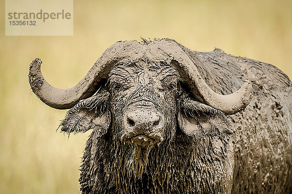 Nahaufnahme des Kopfes und der Hörner des Kaffernbüffels (Syncerus caffer)  bedeckt mit Schlamm  Serengeti; Tansania