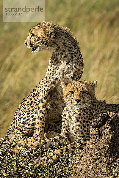 Nahaufnahme von Gepardenjungen (Acinonyx jubatus) am Termitenhügel  Serengeti; Tansania