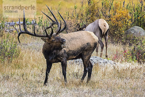 Elchbulle (Cervus canadensis) mit Elchkuh im Hintergrund; Denver  Colorado  Vereinigte Staaten von Amerika