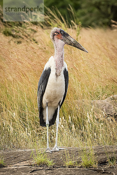 Marabu-Storch (Leptoptilos crumenifer) steht auf einem Felsen und dreht den Kopf  Serengeti; Tansania