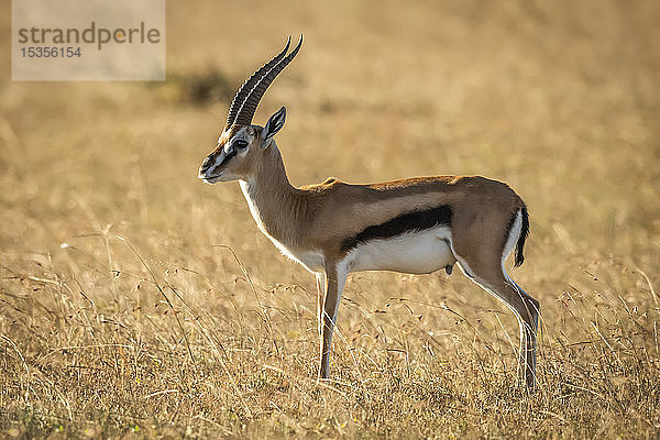 Thomson-Gazelle (Eudorcas thomsonii) steht im Profil im Gras  Serengeti; Tansania