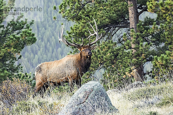 Elchbulle (Cervus canadensis); Denver  Colorado  Vereinigte Staaten von Amerika