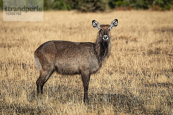 Weiblicher Defassa-Wasserbock (Kobus ellipsiprymnus) steht im verbrannten Gras  Serengeti-Nationalpark; Tansania