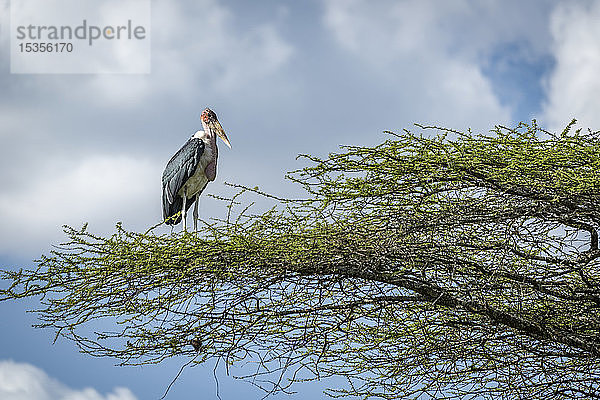 Marabu-Storch (Leptoptilos crumenifer) steht nach rechts auf einem Ast  Serengeti-Nationalpark; Tansania