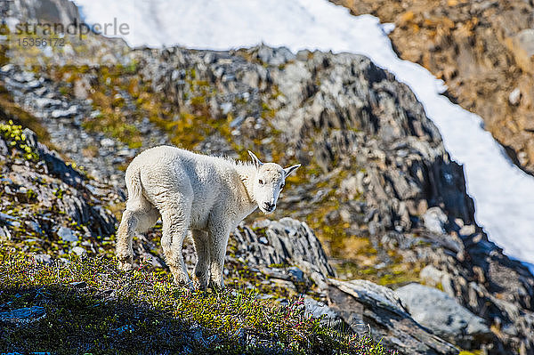 Nahaufnahme eines Ziegenbocks (Oreamnos americanus) im Kenai Fjords National Park an einem sonnigen Sommernachmittag in Süd-Zentral-Alaska; Alaska  Vereinigte Staaten von Amerika