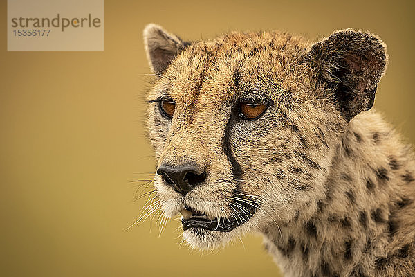 Ein Gepard (Acinonyx jubatus) starrt in einer Nahaufnahme von Gesicht und Hals in die Ferne. Ihr braunes Fell ist mit schwarzen Flecken bedeckt  und das Bokeh im Hintergrund ist ein glattes  cremefarbenes Gold  Serengti; Tansania